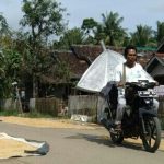 pengendara terganggu oleh petani yang mengeringkan padi di jalan umum Bejod